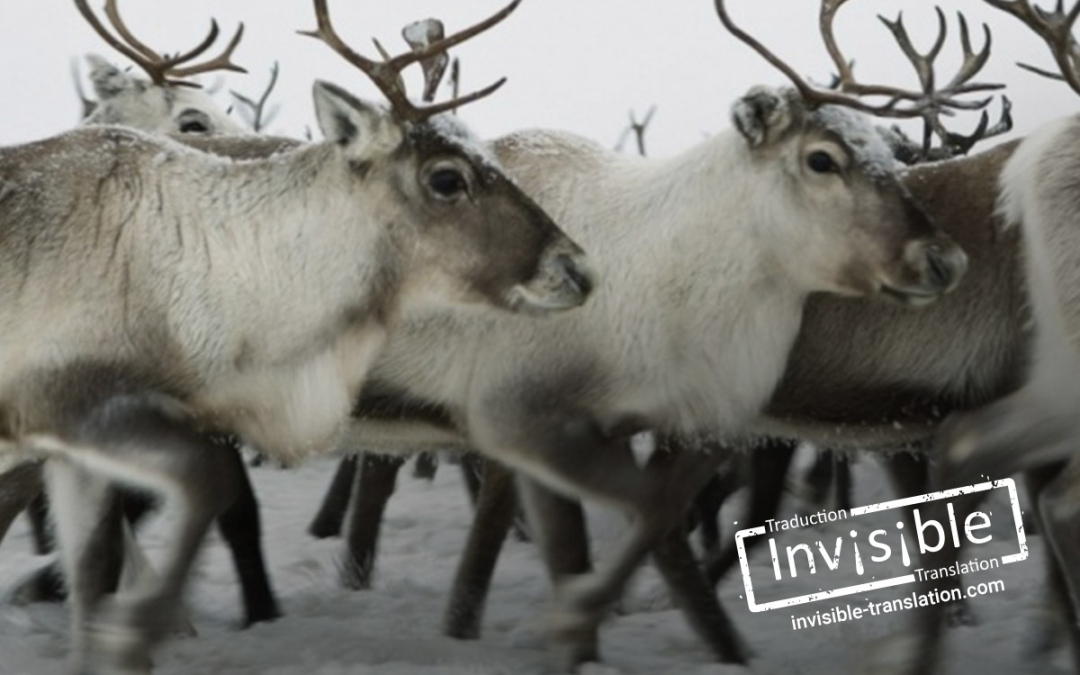 You say “reindeer” and we say “caribou”