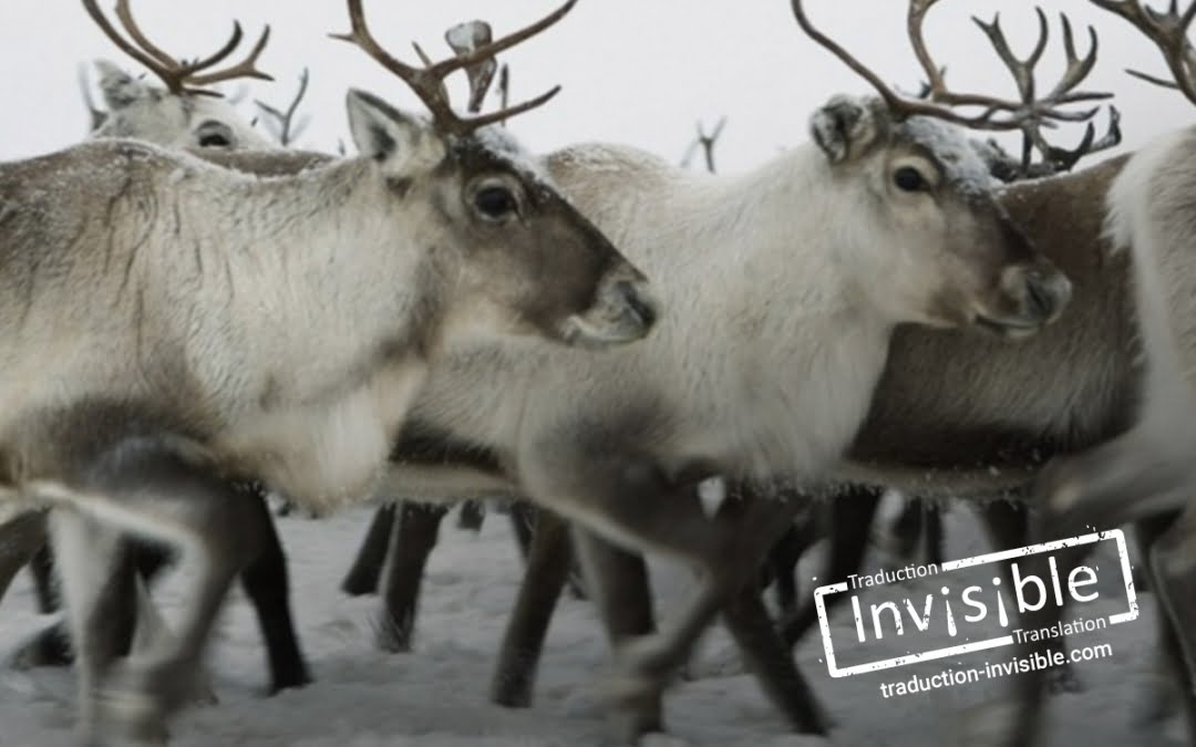 Entre « rennes » et « caribous »