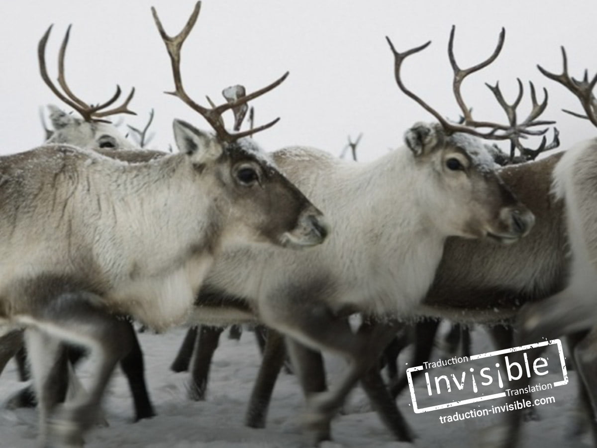 Entre « rennes » et « caribous »